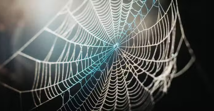 8 Surprising Facts About Spider Webs That You Didn’t Know