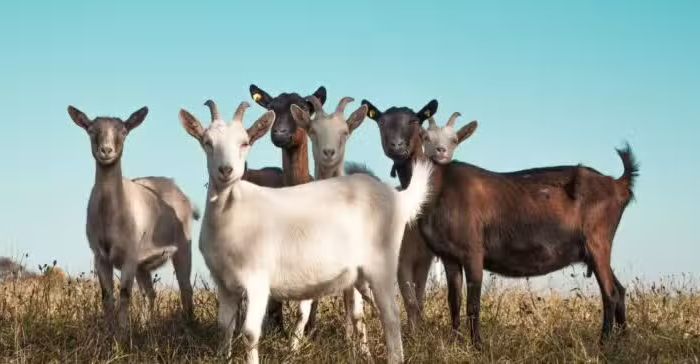 25 Fun Goat Facts That Are Worth Screaming About