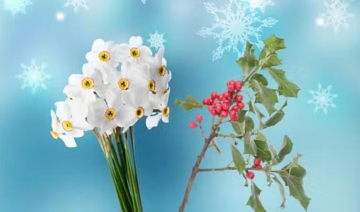 20 Facts About Narcissuses & Hollies, December’s Birth Flowers