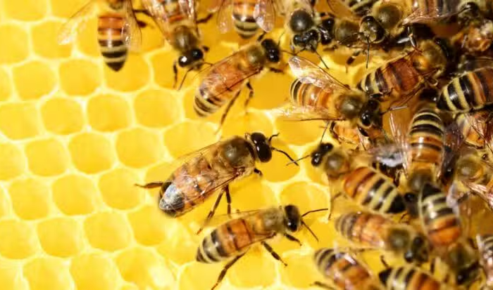 31 Buzzing Facts About Bees You Won’t Beelieve